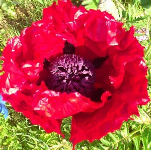 Wir sehen heute v.a. die Schönheit der Blüte - im ersten Weltkrieg blühten sie auf der von Geschützen aufgewühlten Erde