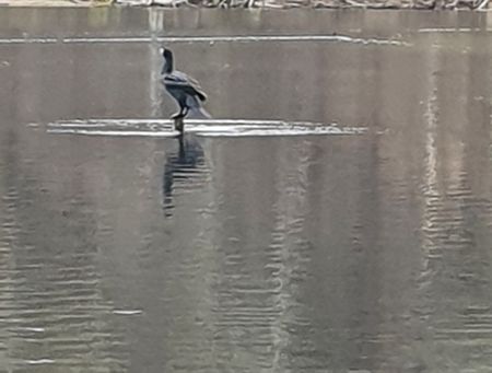 Kormoran - ein schwarzer Vogel - sitzt auf einem Ast im Wasser