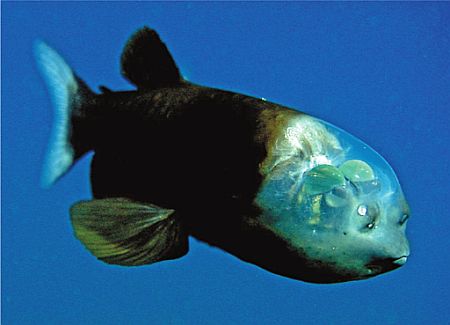 Vor blauem Hintergrund ein Fisch mit schwarzem oder dunklem Körper, der Kopf ist hell und durchsichtig. Der Lieblingsfisch von Paulas Bruder Tim im Debut von Jasmin Schreiber